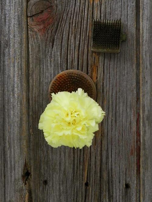 DILETTA  YELLOW CARNATIONS